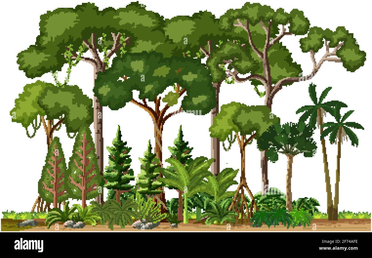 Set Of Different Rainforest Trees On White Background Illustration Stock Vector Image Art Alamy Set Of Different Rainforest Trees On White Background Illustration Stock Vector Image Art Alamy