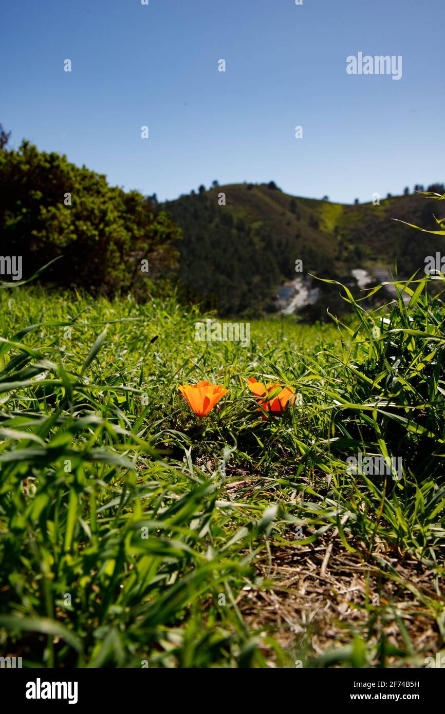 California poppies, Mori Ridge Stock Photo