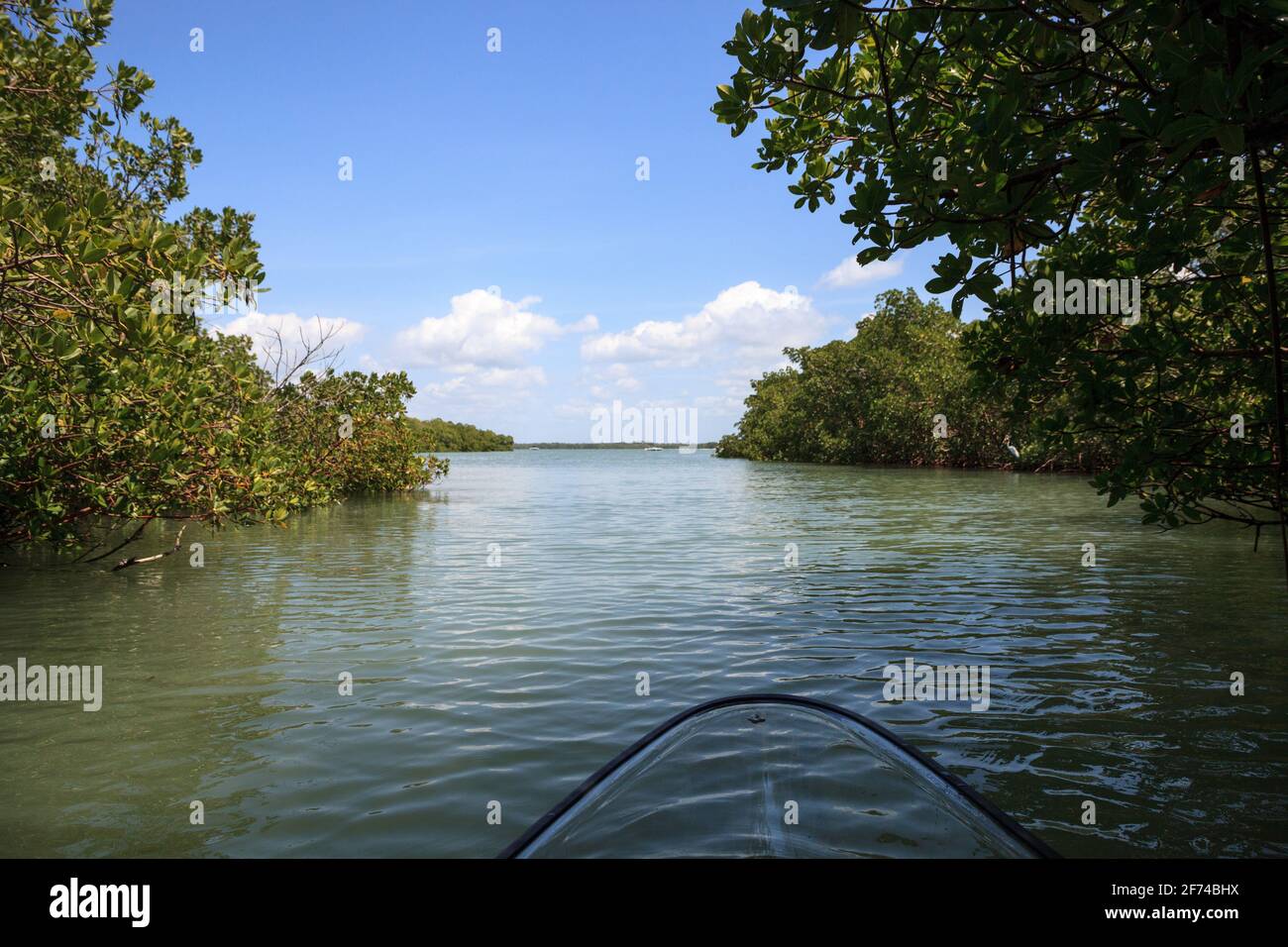 Mangroves line the waterway as a clear kayak through the water