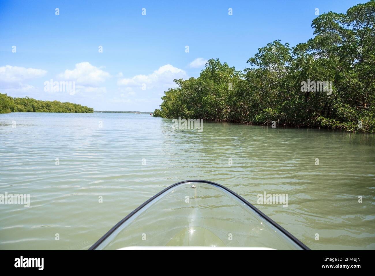Mangroves line the waterway as a clear kayak through the water