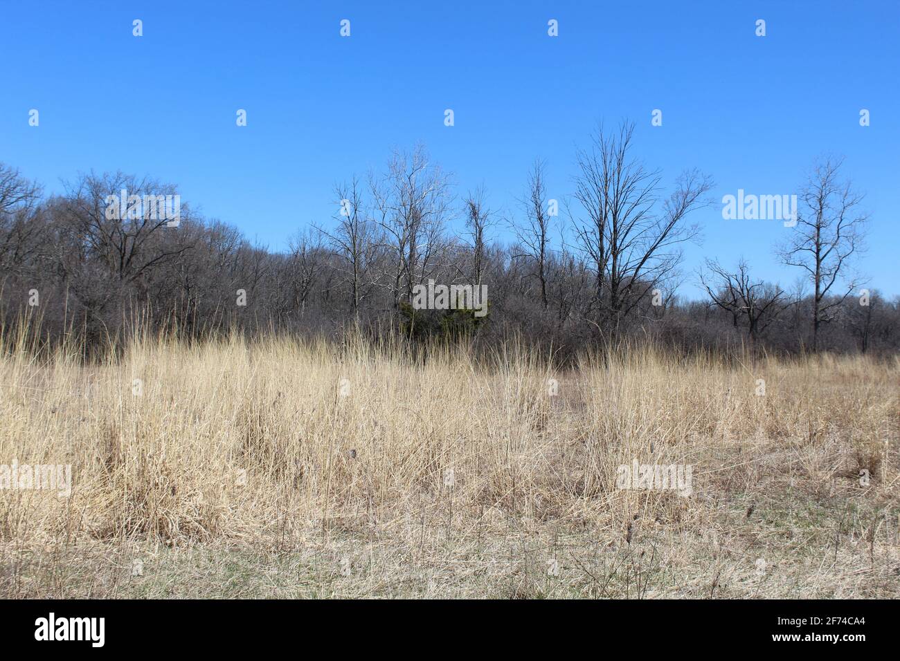 Field with tall brown grass in early spring at Camp Pine Woods Forest Preserve in Des Plaines, Illinois Stock Photo