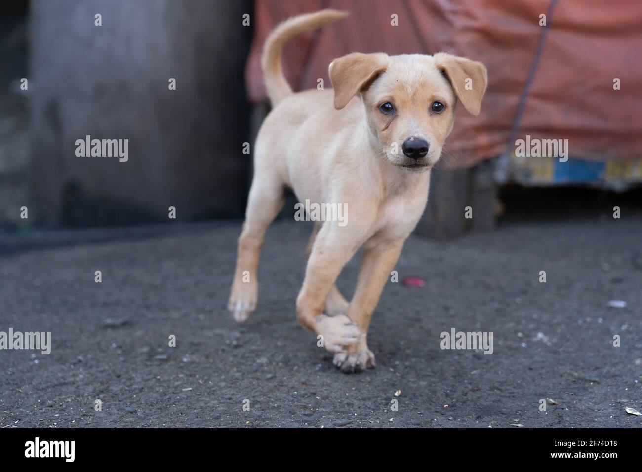 A puppy in a poor area of Cebu City, Philippines with a badly injured front leg but is able to move around freely not seemingly in any pain. Stock Photo