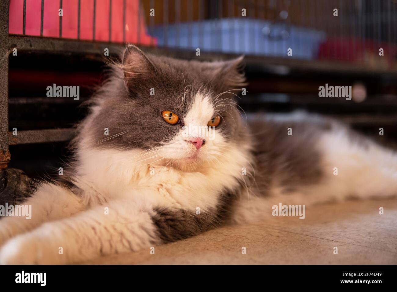 Gray fluffy cat is the concept of pets Stock Photo - Alamy
