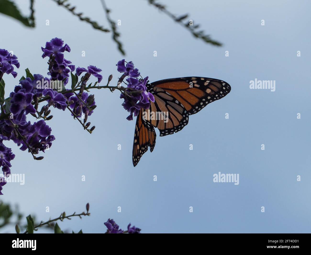 Beautiful orange and black Monarch butterfly with a small tear on wings, purple Geisha Girl flowers, Australia Stock Photo