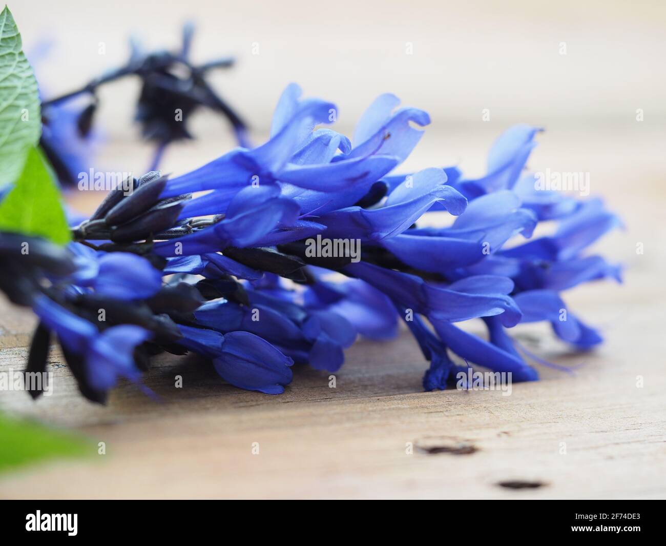 Salvia Guaranitica, or anise-scented sage, with it's Royal Blue or indigo purple Flowers,  Black Calyx and black stalks Stock Photo