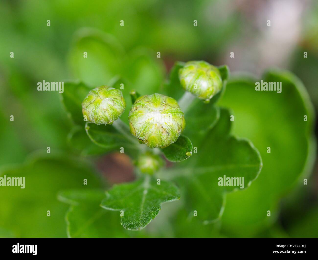 About to bloom, A trio of Chrysanthemum buds and blurred green foliage background, in the garden Stock Photo