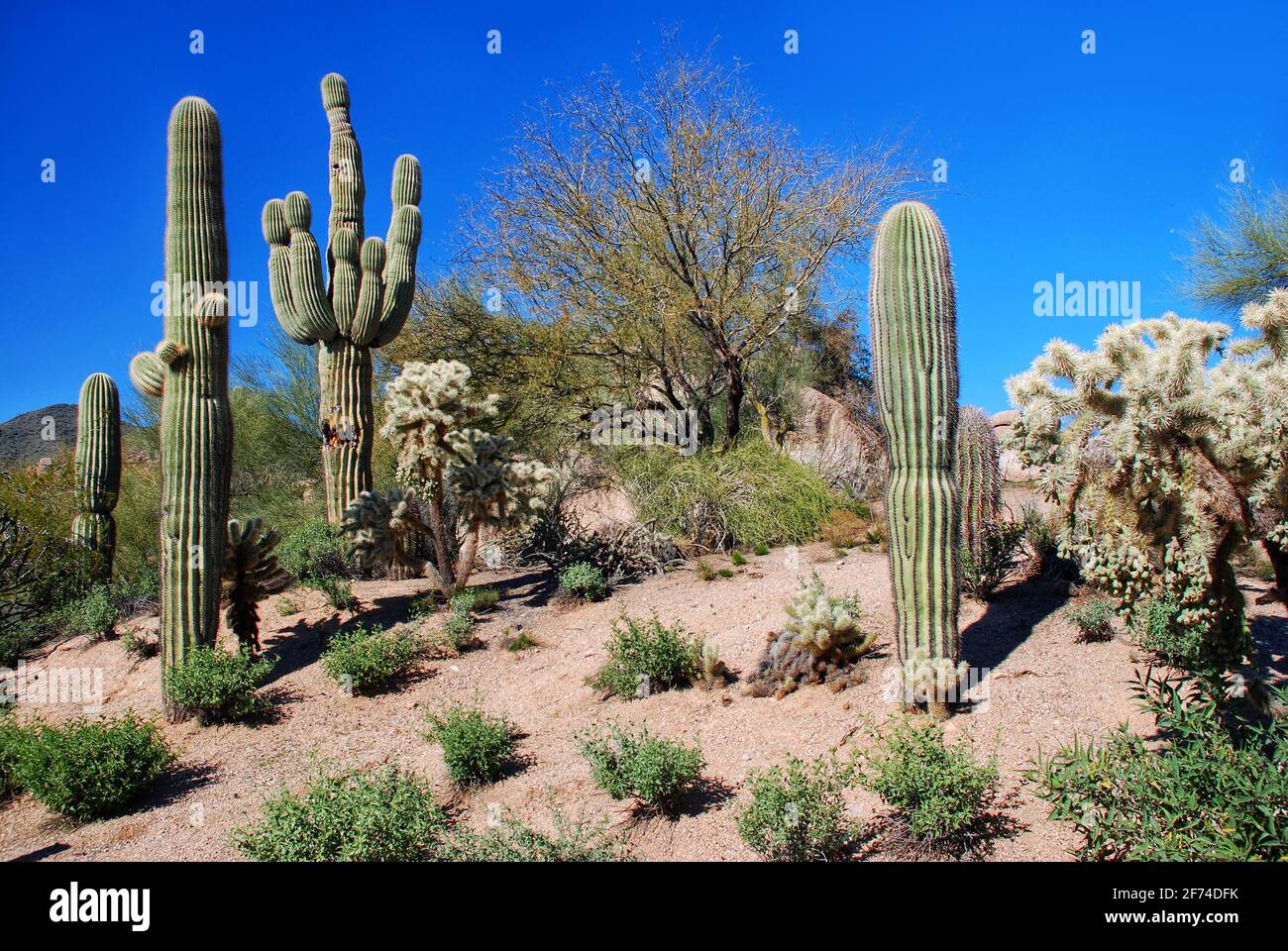 Cacti and other growth in the Arizona desert Stock Photo