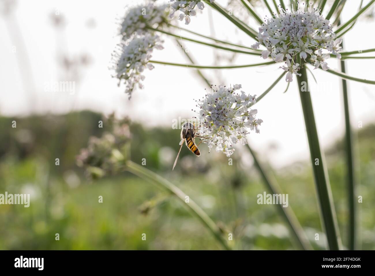 long hoverfly sphaerophoria perched on white flowers outdoors Stock Photo