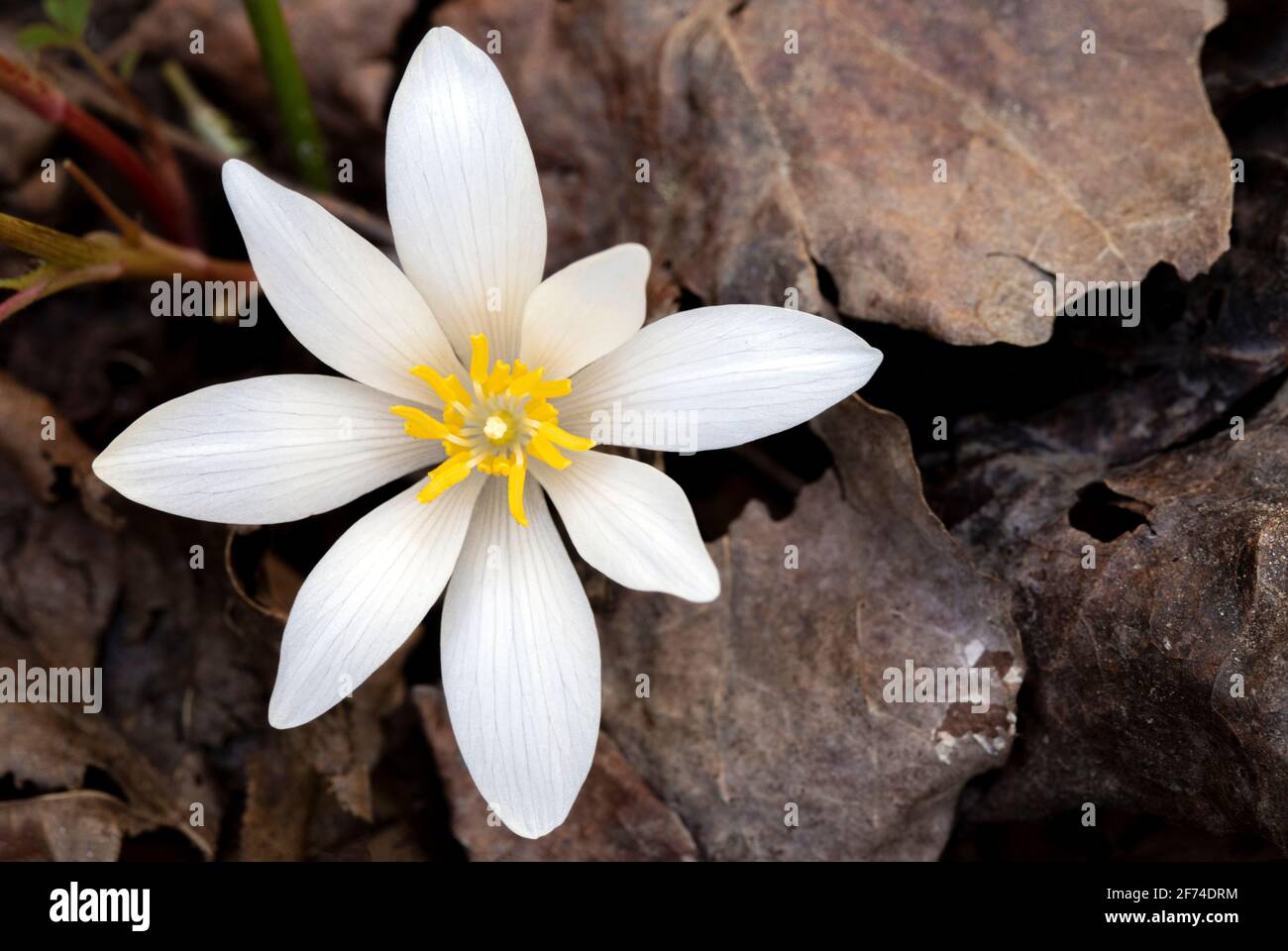 Bloodroot Flower (Sanguinaria canadensis) - Holmes Educational State Forest, Hendersonville, North Carolina, USA Stock Photo