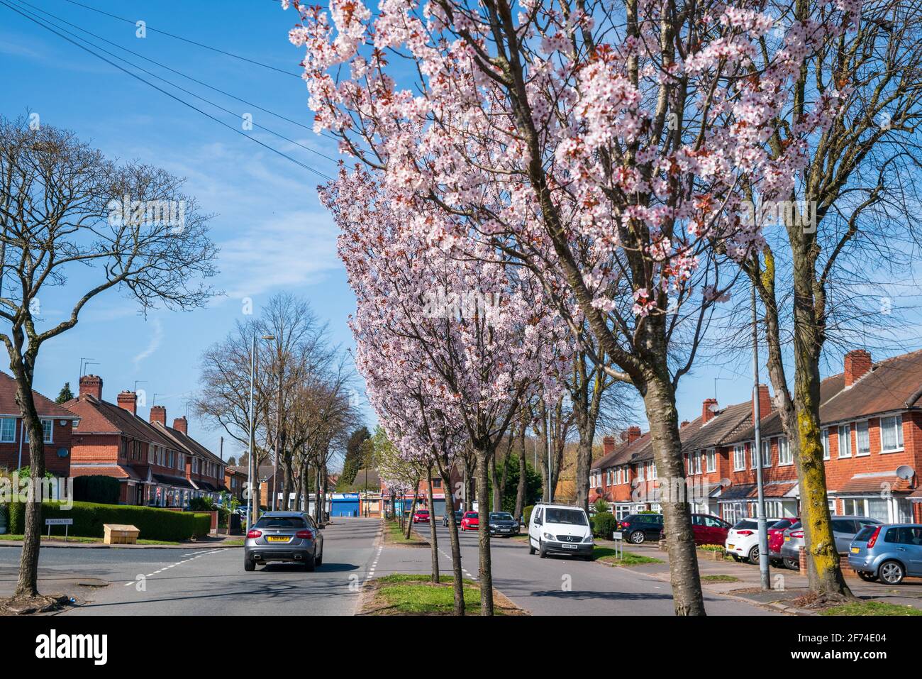 Row of Prunus x schmittii (Schmitt's Cherry), cherry trees in blossom on suburban street, Great Barr, Birmingham, UK Stock Photo