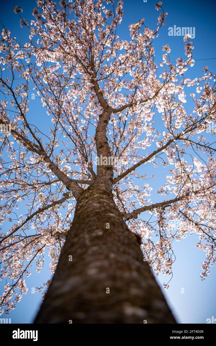 Prunus x schmittii (Schmitt's Cherry), cherry tree in blossom, upshot, blue sky and sunny, view of branches and blossom. Birmingham, UK Stock Photo