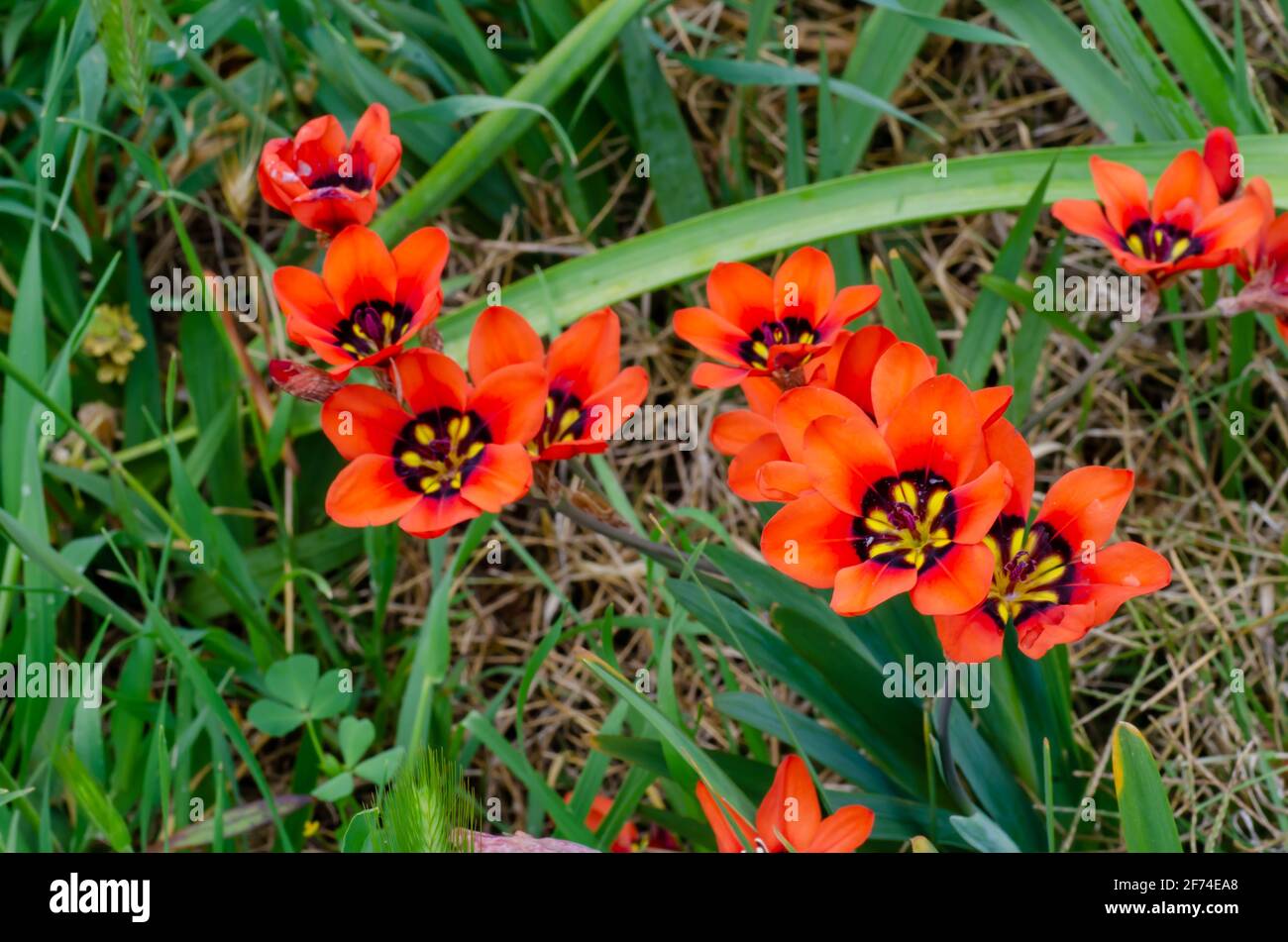 Harlequin Flowers ,Sparaxis Stock Photo