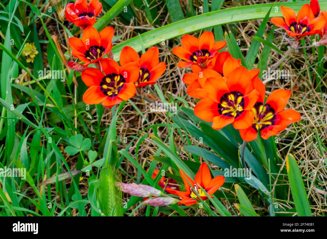 Harlequin Flowers, Sparaxis Stock Photo