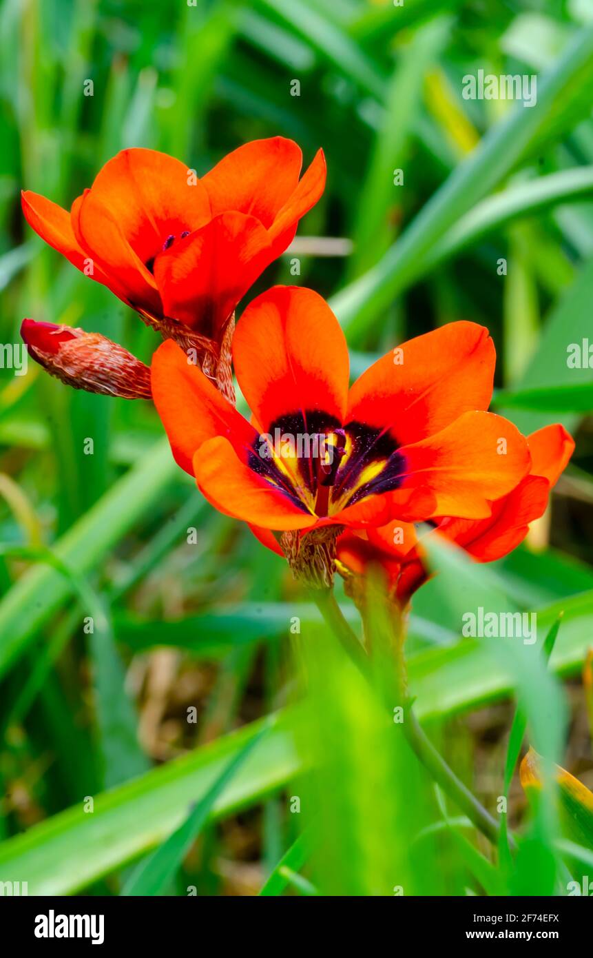 Harlequin Flowers ,Sparaxis Stock Photo