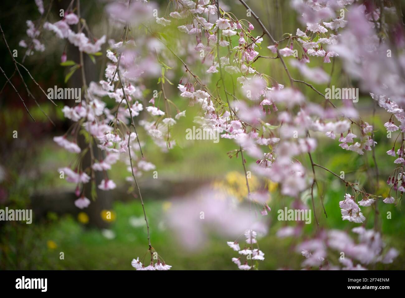 weeping cherry blossoms (Prunus) sakura in a mystical garden at spring Stock Photo