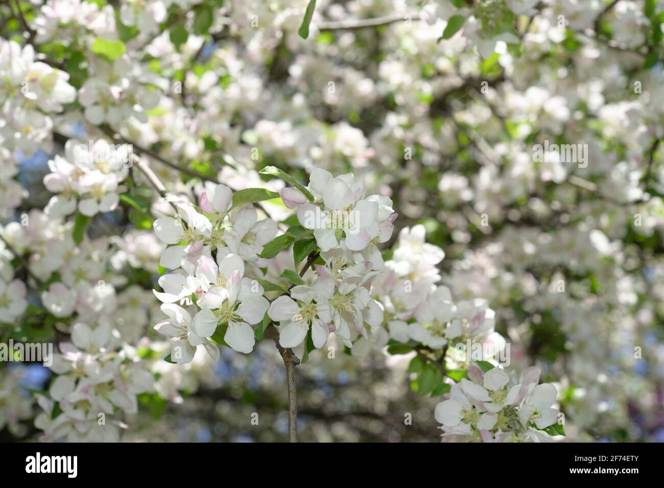 apple blossoms close up Stock Photo
