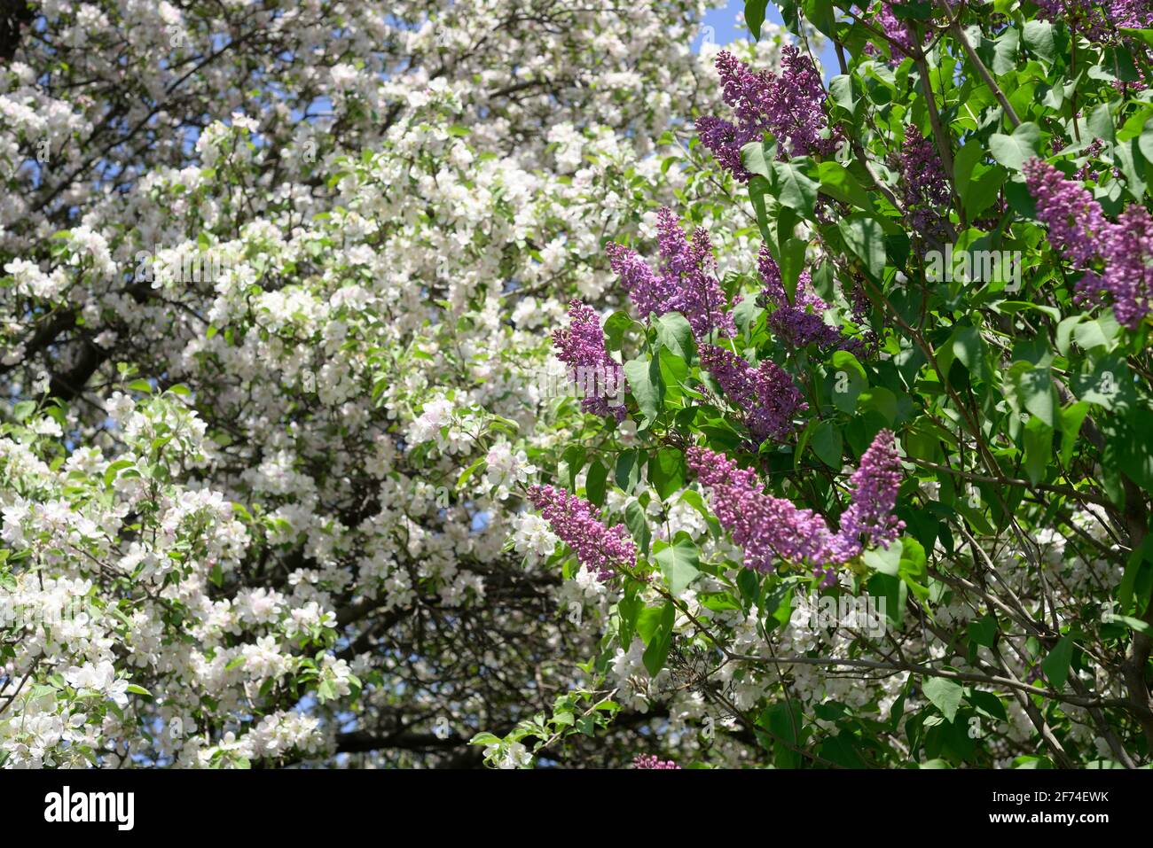 apple and lilac blossoms Stock Photo