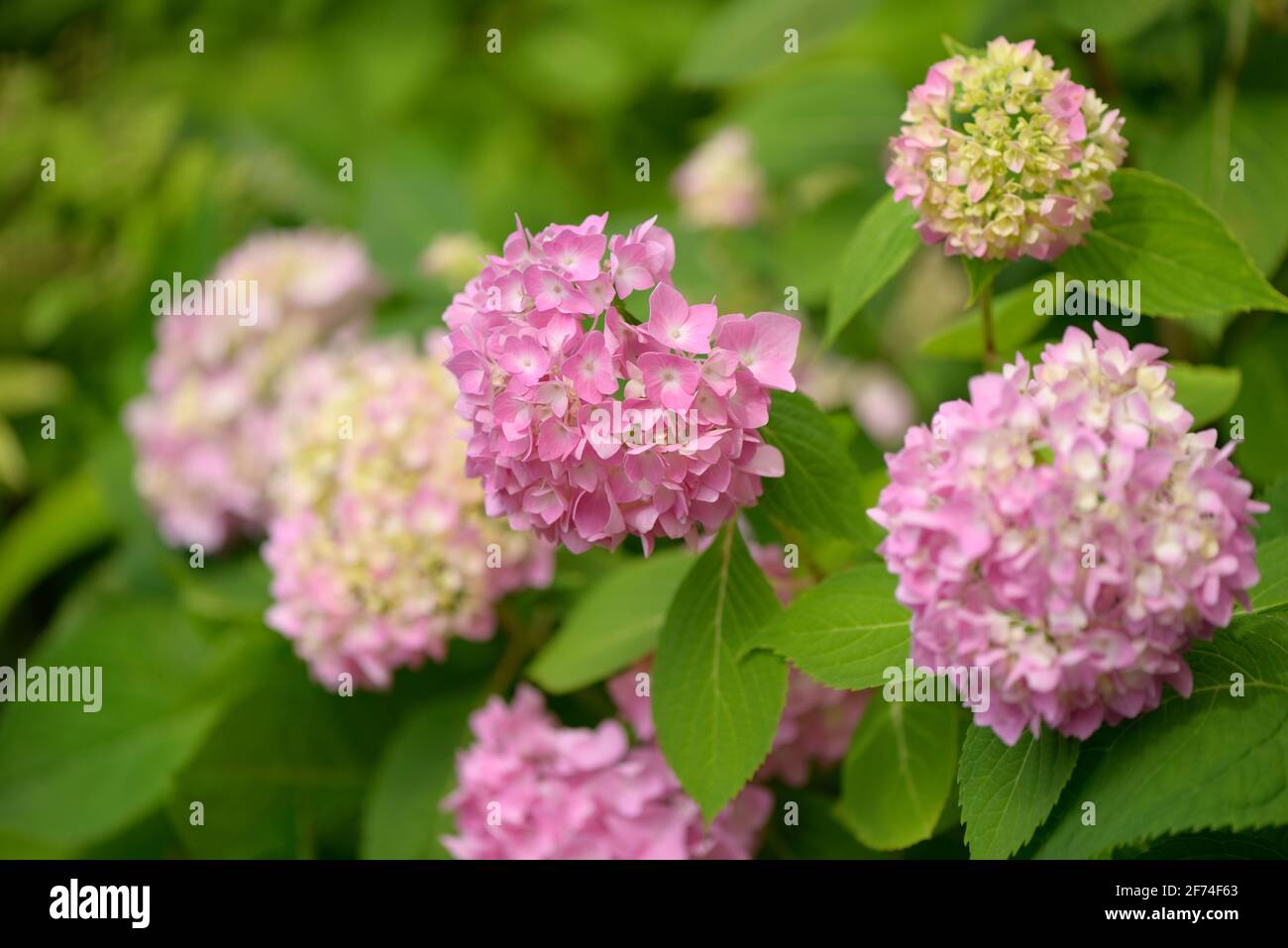 pink hydrangea flowers photographed in blond, uniform light, against a green leafy background Stock Photo