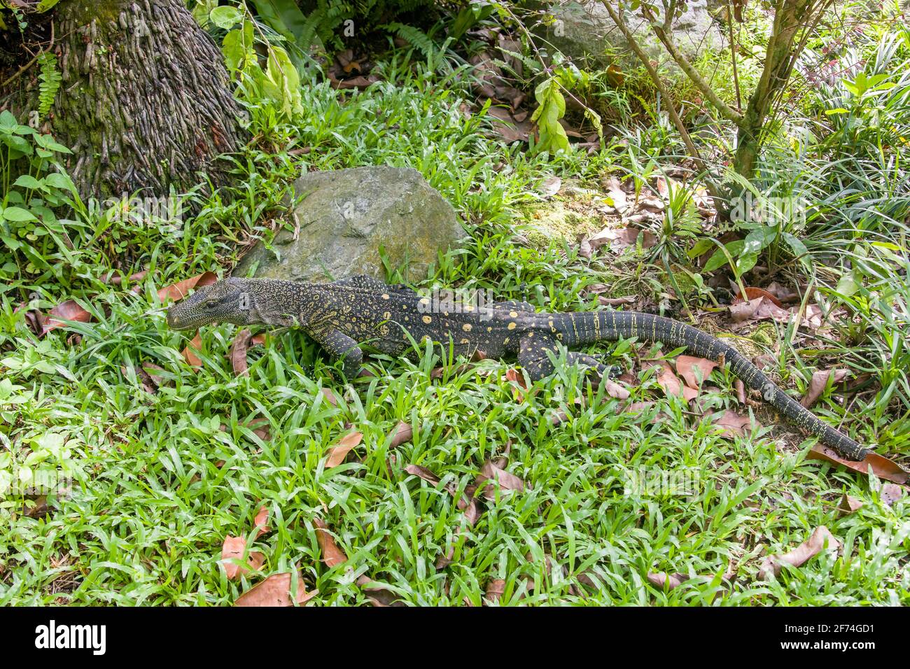 Salvadori's monitor (Varanus salvadorii) is one of the longest lizards in the world It is an arboreal lizard with a dark green body marked with bands Stock Photo