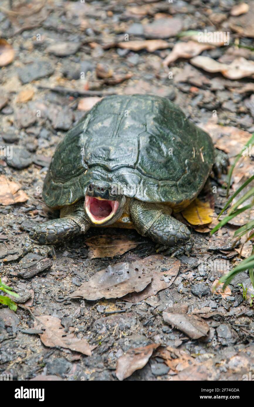 A adult male Spiny turtle (Heosemys spinosa) is covered in lots of algae and open the mouth.  A South-East Asian turtle species. Stock Photo