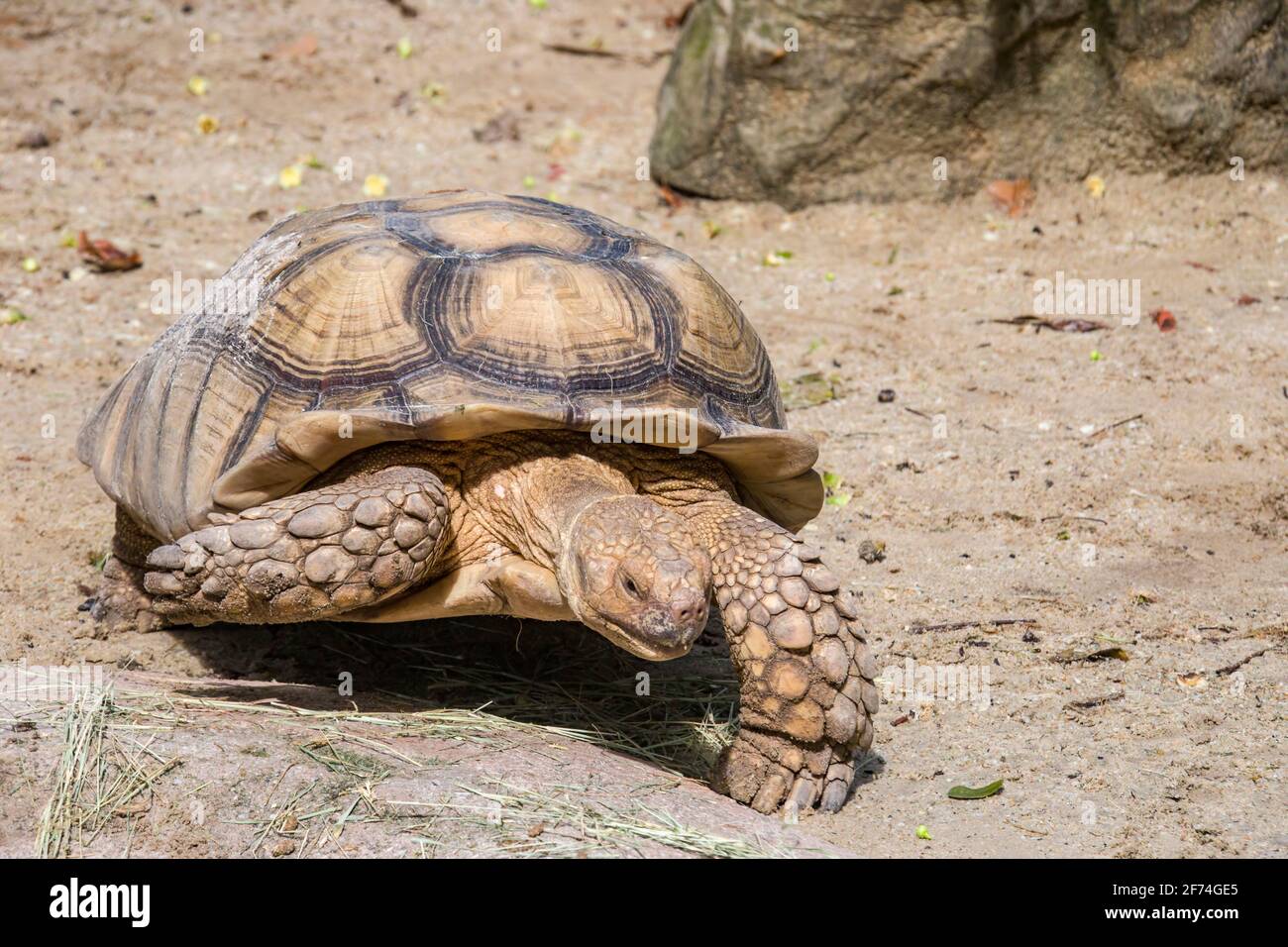 The African spurred tortoise (Centrochelys sulcata) is a species of tortoise, which inhabits the southern edge of the Sahara desert in Africa. Stock Photo