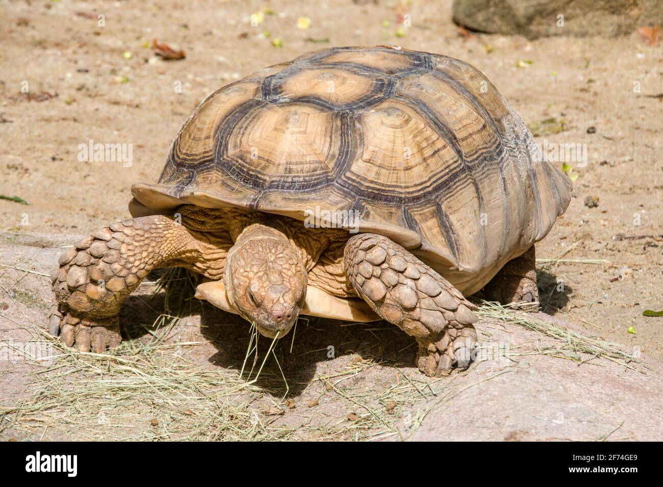 The African spurred tortoise eats grass. It is a species of tortoise, which inhabits the southern edge of the Sahara desert in Africa. Stock Photo
