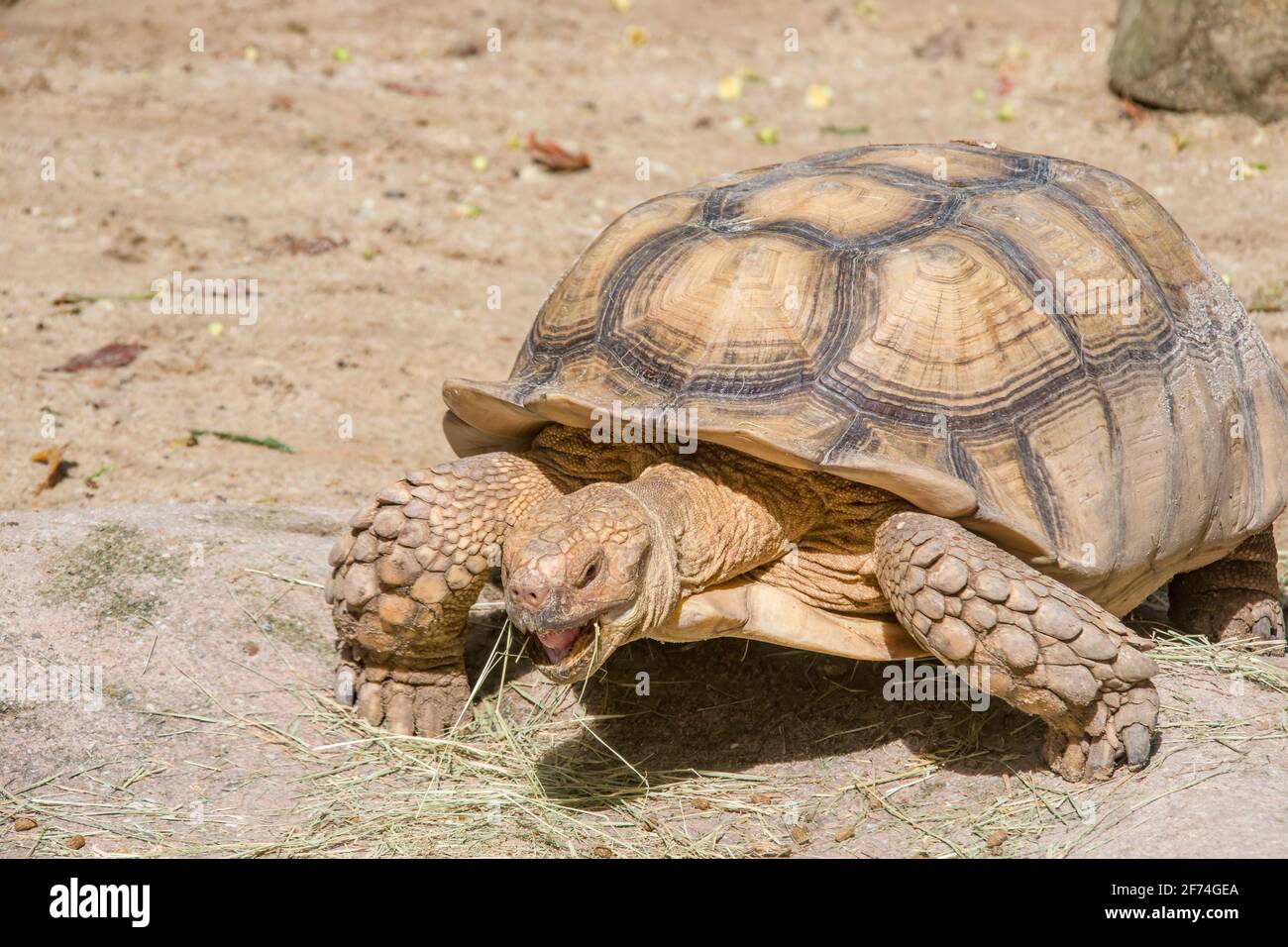 The African spurred tortoise eats grass. It is a species of tortoise, which inhabits the southern edge of the Sahara desert in Africa. Stock Photo