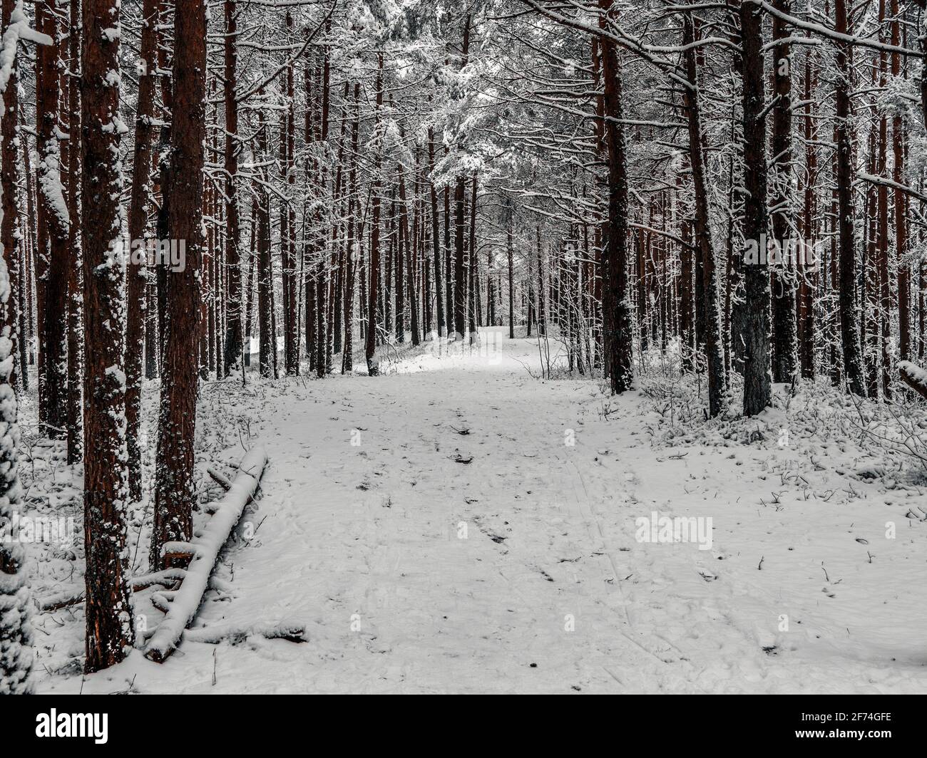 Road Among Snow Covered Trees In The Winter Forest. Landscape ...