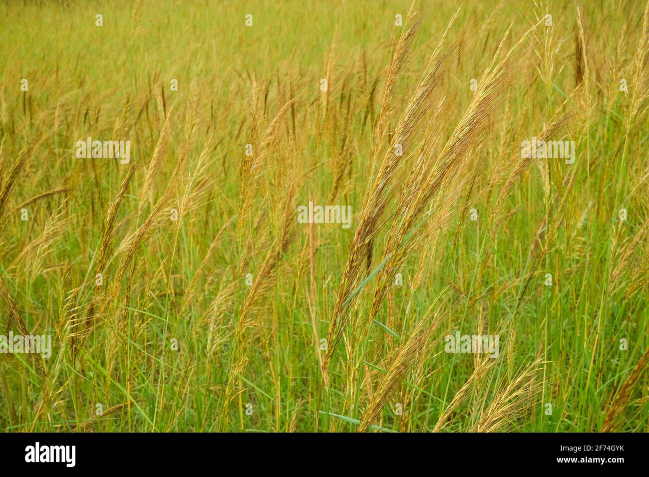 Austrostipa, commonly called  Speargrass is a native to Australia, in the top end of the Northern Territory of Australia. Stock Photo