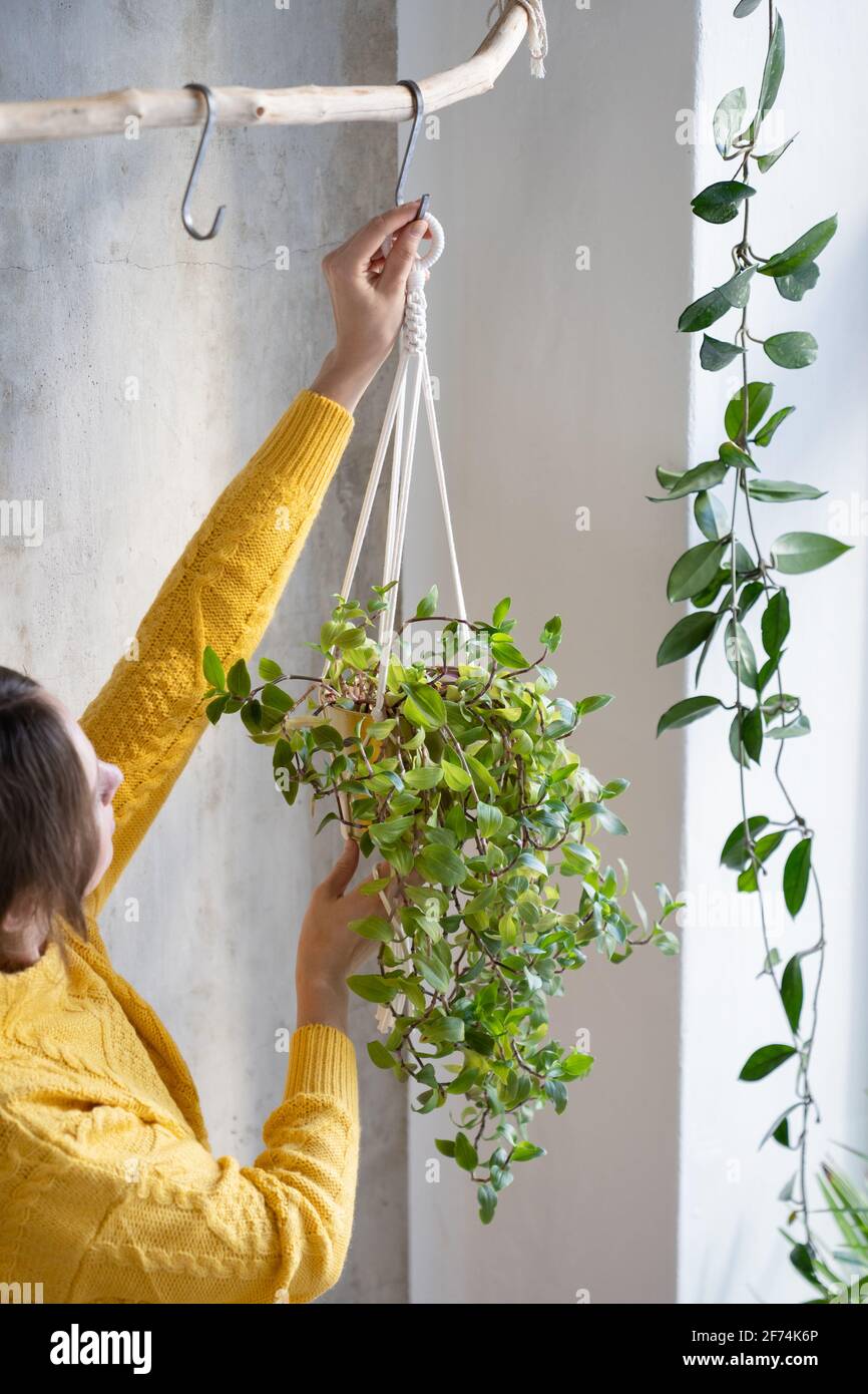 Woman freelancer holding macrame plant hanger with houseplant tradescantia over grey wall Stock Photo