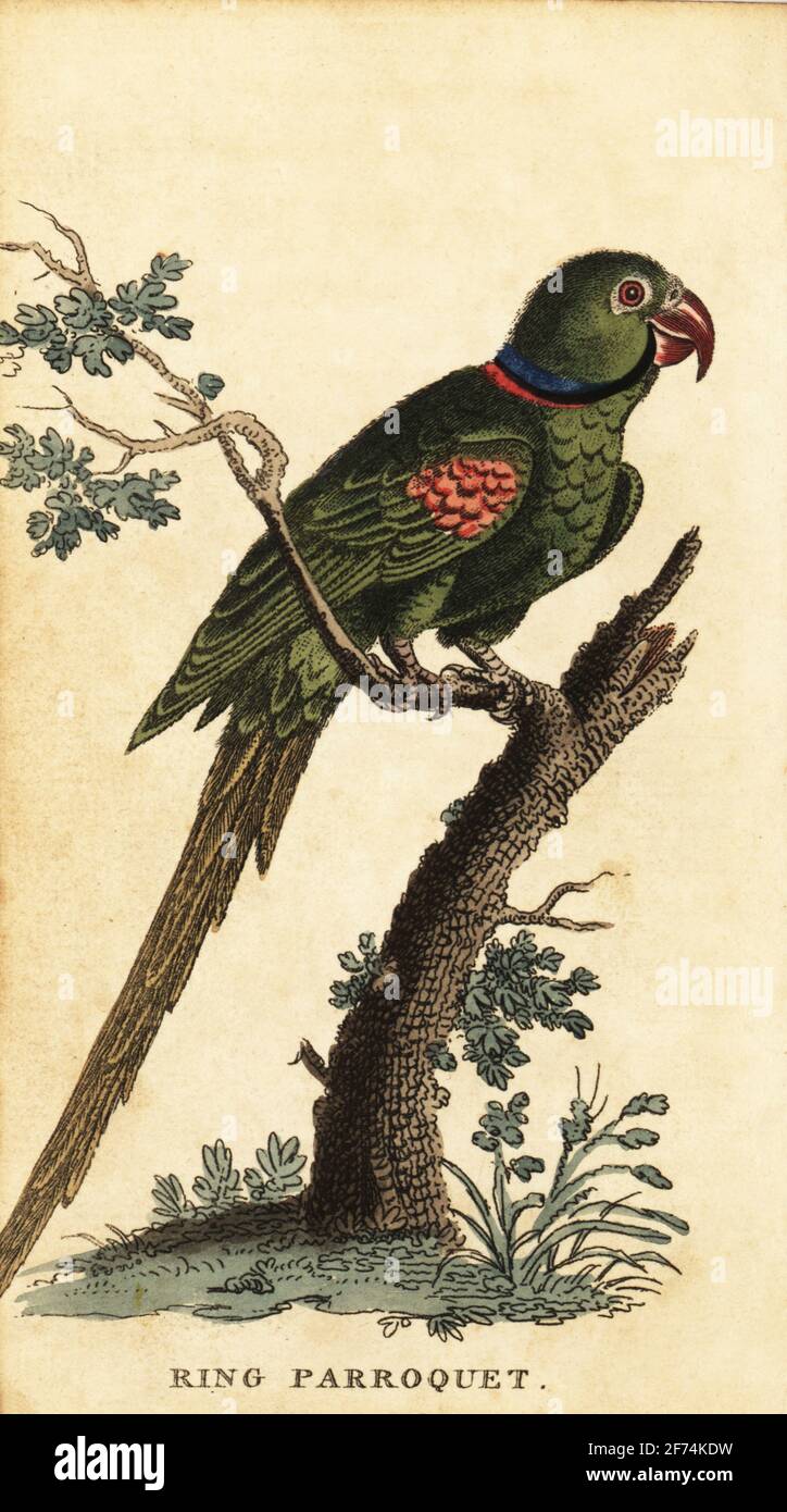Alexandrine parakeet, Psittacula eupatria. Ring parroquet, Psittacus alexandri. Handcolored copperplate engraving after an illustration by from The Naturalist’s Pocket Magazine, Harrison, Fleet Street, London, 1800. Stock Photo