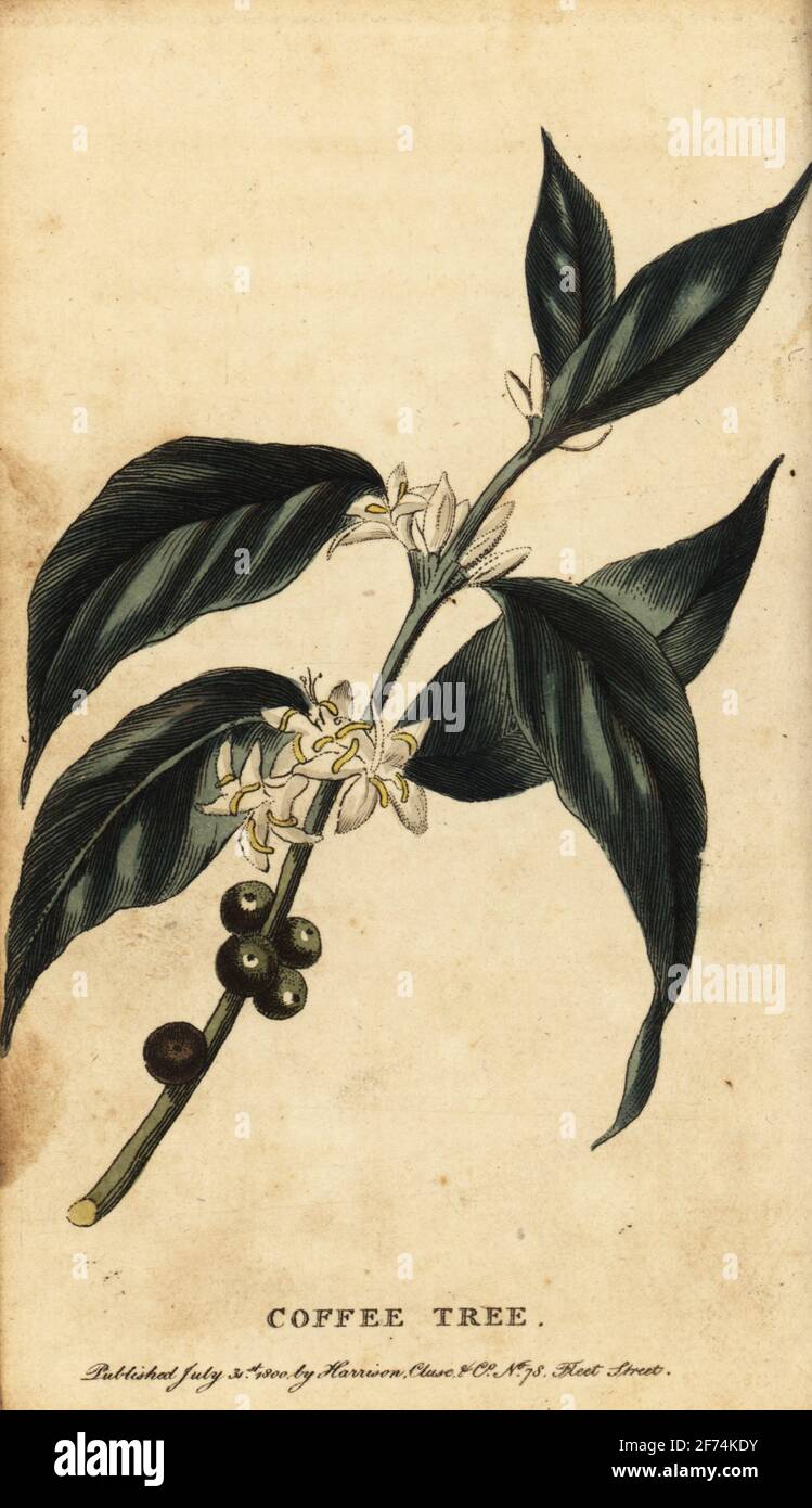 Coffee tree, Coffea arabica. Handcolored copperplate engraving  from The Naturalist’s Pocket Magazine, Harrison, Fleet Street, London, 1800. Stock Photo