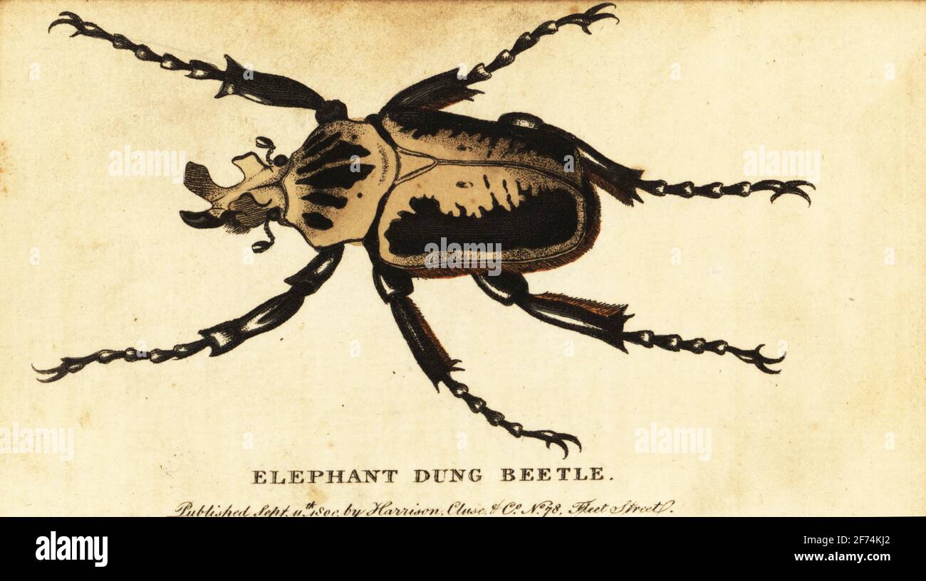 Royal goliath beetle, Goliathus regius. Elephant dung beetle. Handcolored copperplate engraving after an illustration by Dru Drury from The Naturalist’s Pocket Magazine, Harrison, Fleet Street, London, 1800. Stock Photo