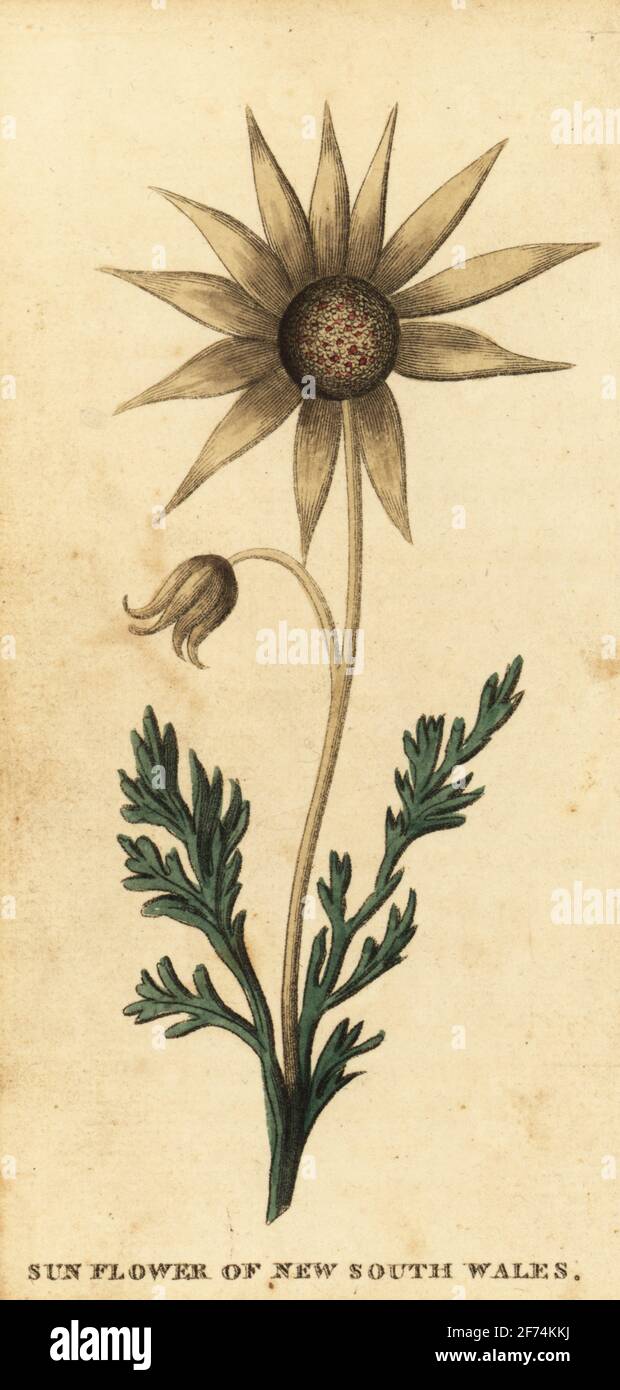 Flannel flower, Actinotus helianthi. Sun flower of New South Wales, Australia. Handcolored copperplate engraving probably after an illustration by the convict artist Thomas Watling from The Naturalist’s Pocket Magazine, Harrison, Fleet Street, London, 1800. Stock Photo