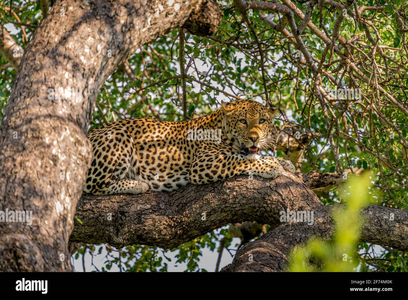 Leopard resting on large tree branch Stock Photo - Alamy