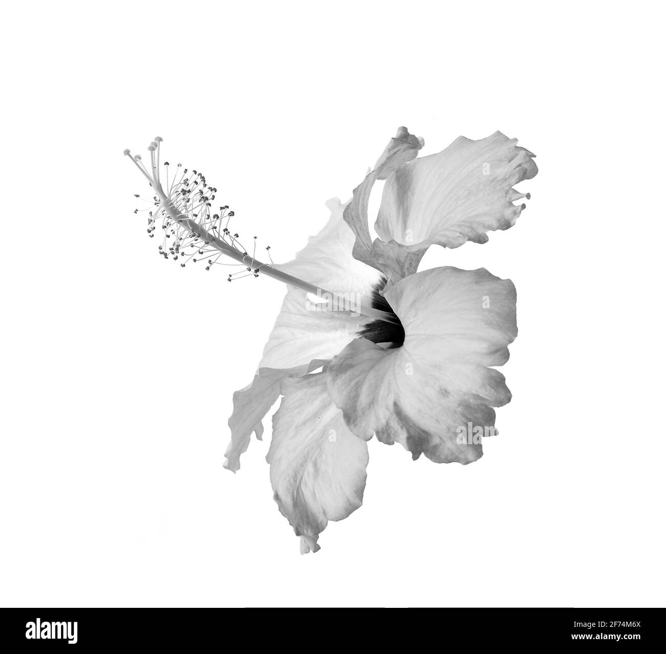 Hibiscus Flowers Black And White