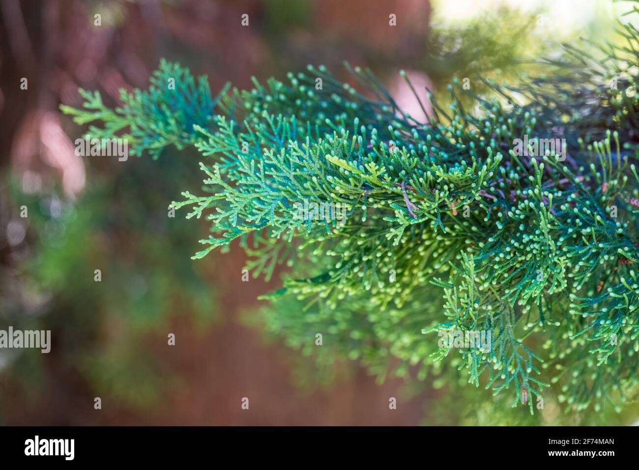 Juniper green branch close up on blurred background. Juniperus excelsa, commonly called the Greek juniper, Stock Photo