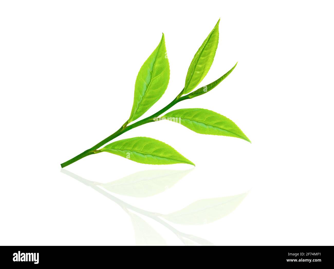 Green tea leaf isolated on white background Stock Photo - Alamy