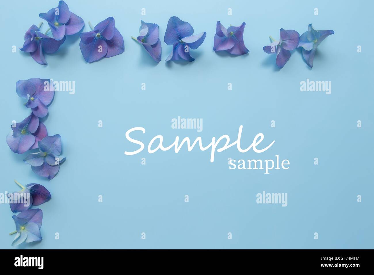 Flat lay with hydrangea or hortensia blue-purple petals on pastel blue background. Picture frame from flowers for greeting card or invitation. Sample Stock Photo