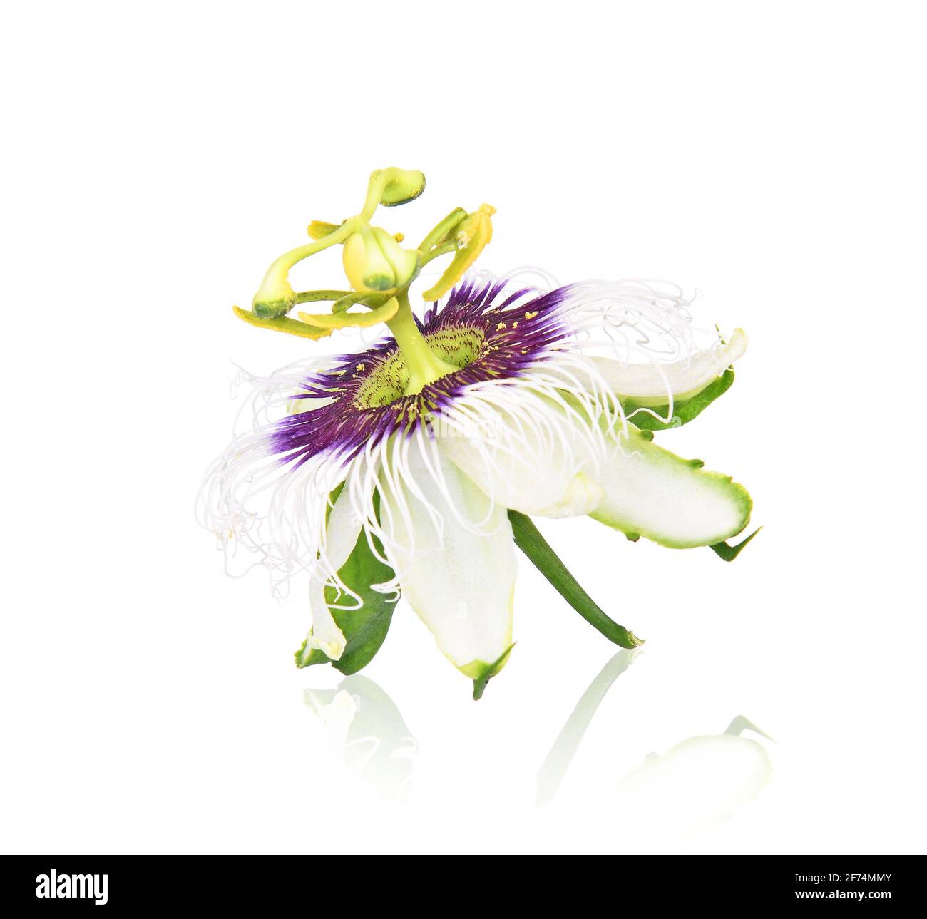 passion flower isolated on white background Stock Photo Alamy