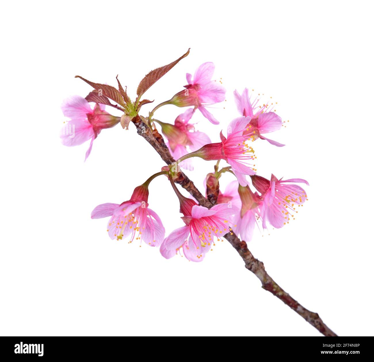 Pink Cherry blossom flowers isolated on white backgroun Stock Photo - Alamy