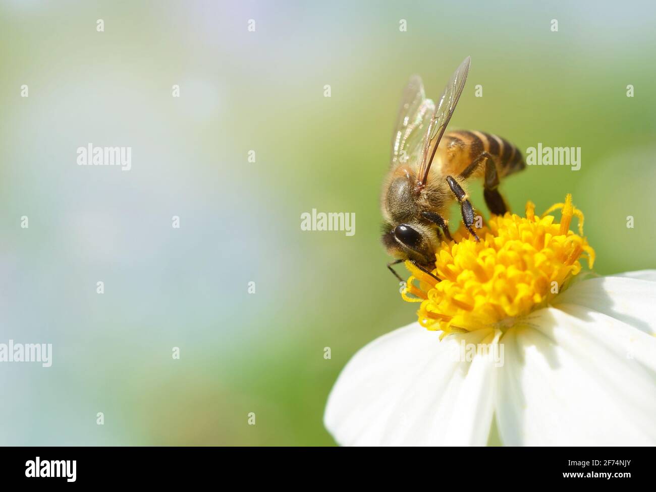 Bee on flower with soft blurred background Stock Photo