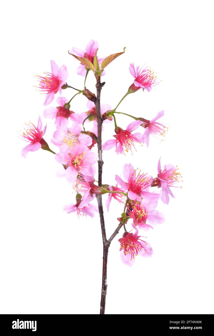 Pink Cherry blossom flowers white background Stock Photo - Alamy
