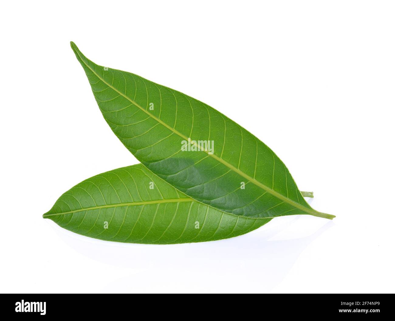 Mango leaf on a white background Stock Photo