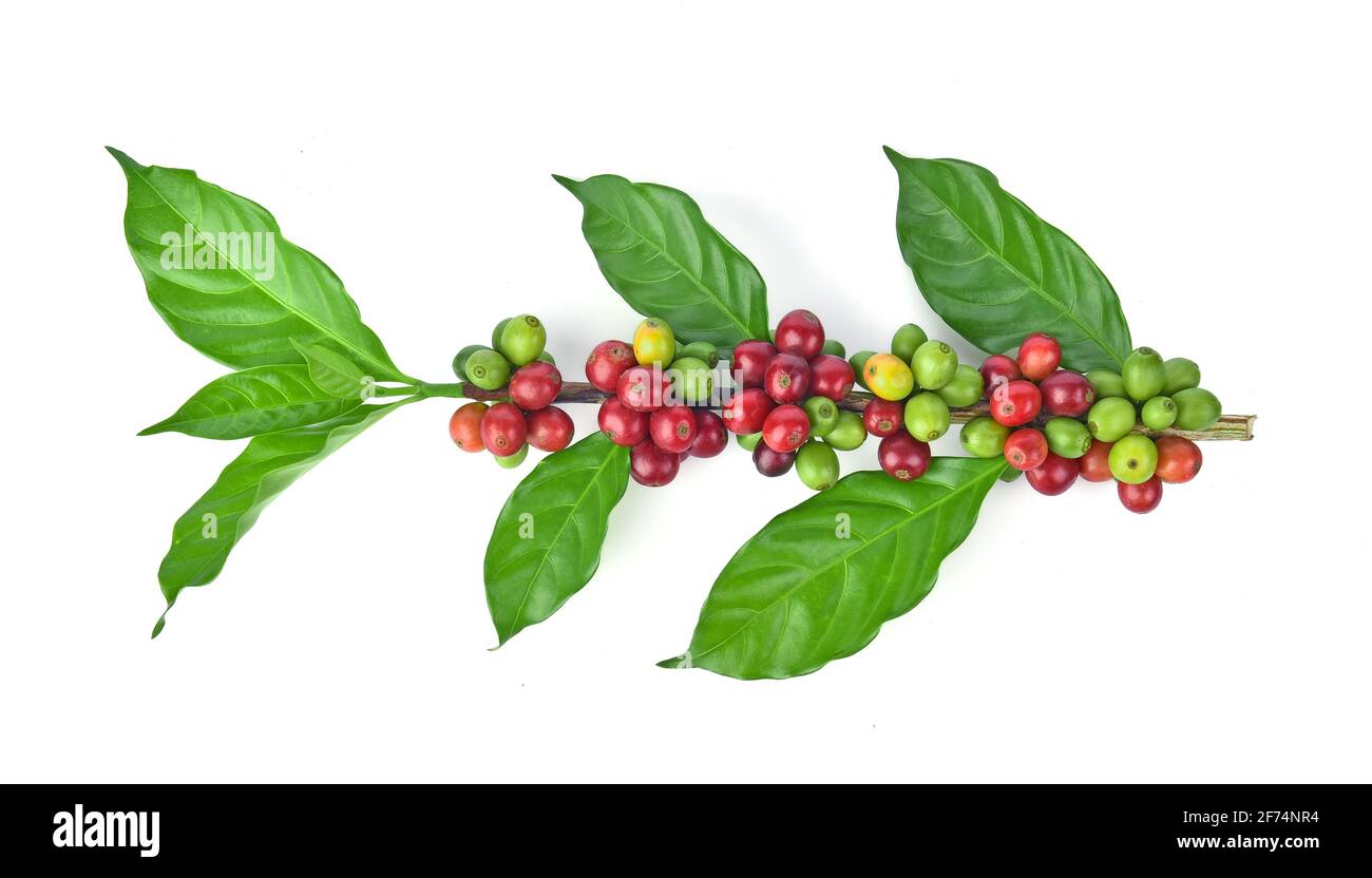 fresh coffee beans isolated on white background Stock Photo - Alamy