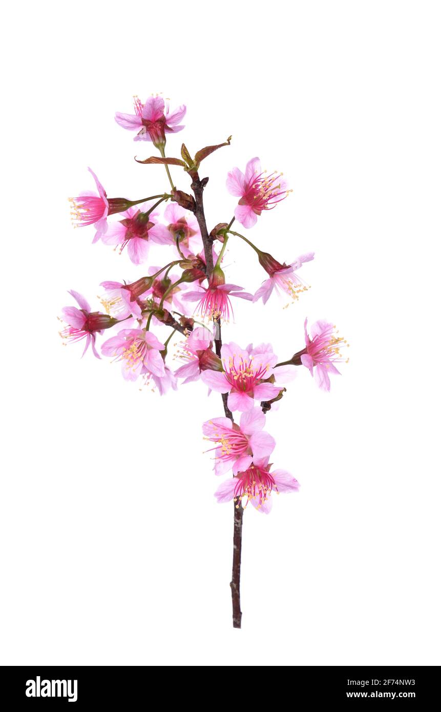 Pink Cherry blossom flowers white background Stock Photo - Alamy