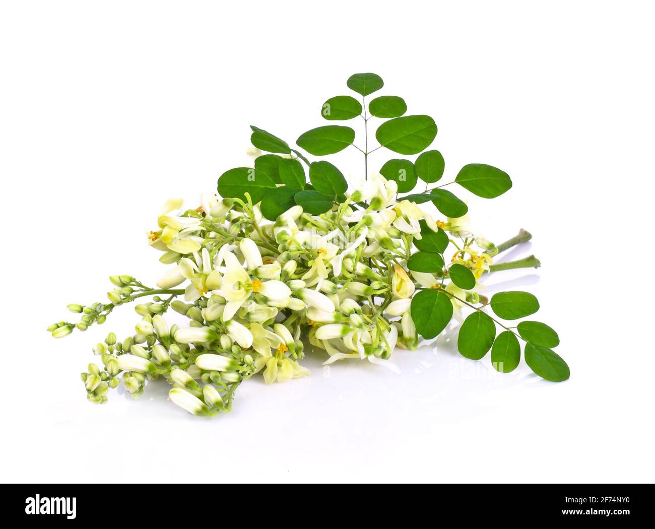 Moringa flowers on a white background Stock Photo Alamy