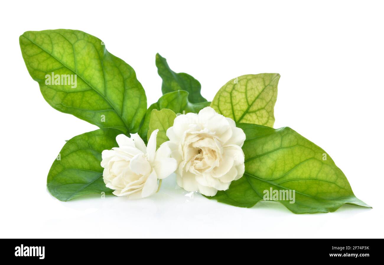 Jasmine Flower isolated on white background Stock Photo - Alamy