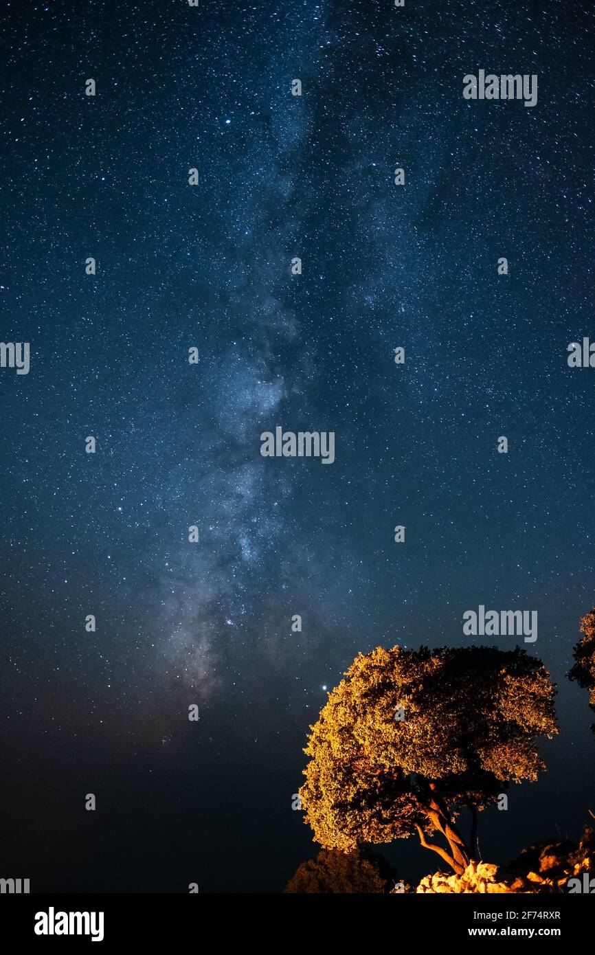 Big tree under a night sky full of stars Stock Photo - Alamy