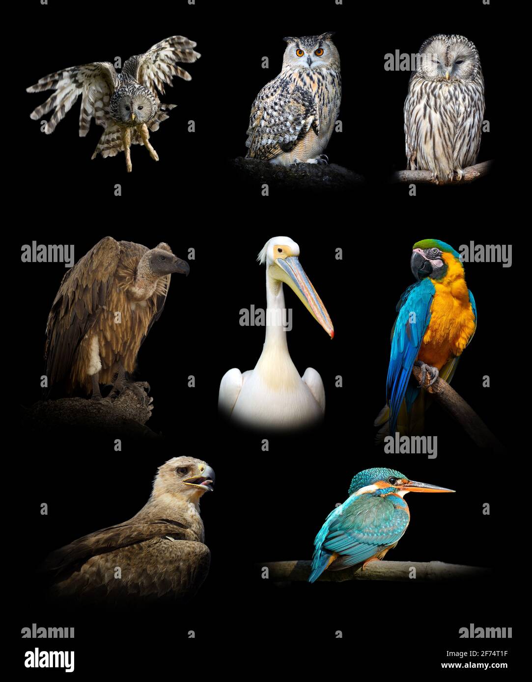 Set of many birds. Wildlife animal isolated on black background Stock Photo